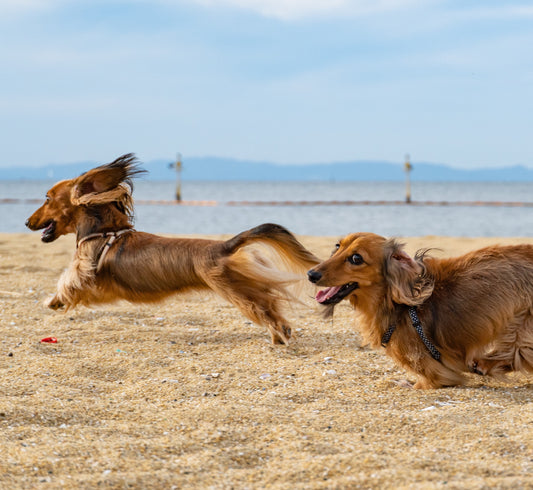 Dogs running at the beach Credit: Kojirou Sasaki